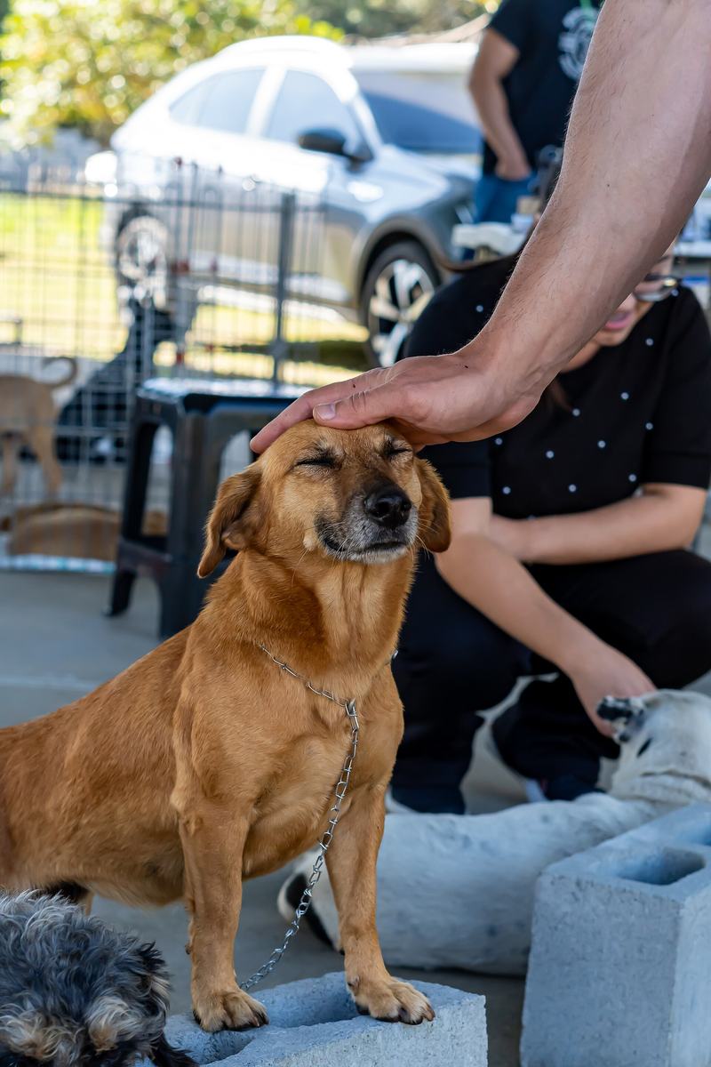 Cão caramelo sentado sobre blocos de concreto, de olhos fechados, recebendo carinho na cabeça, com uma pessoa agachada ao lado