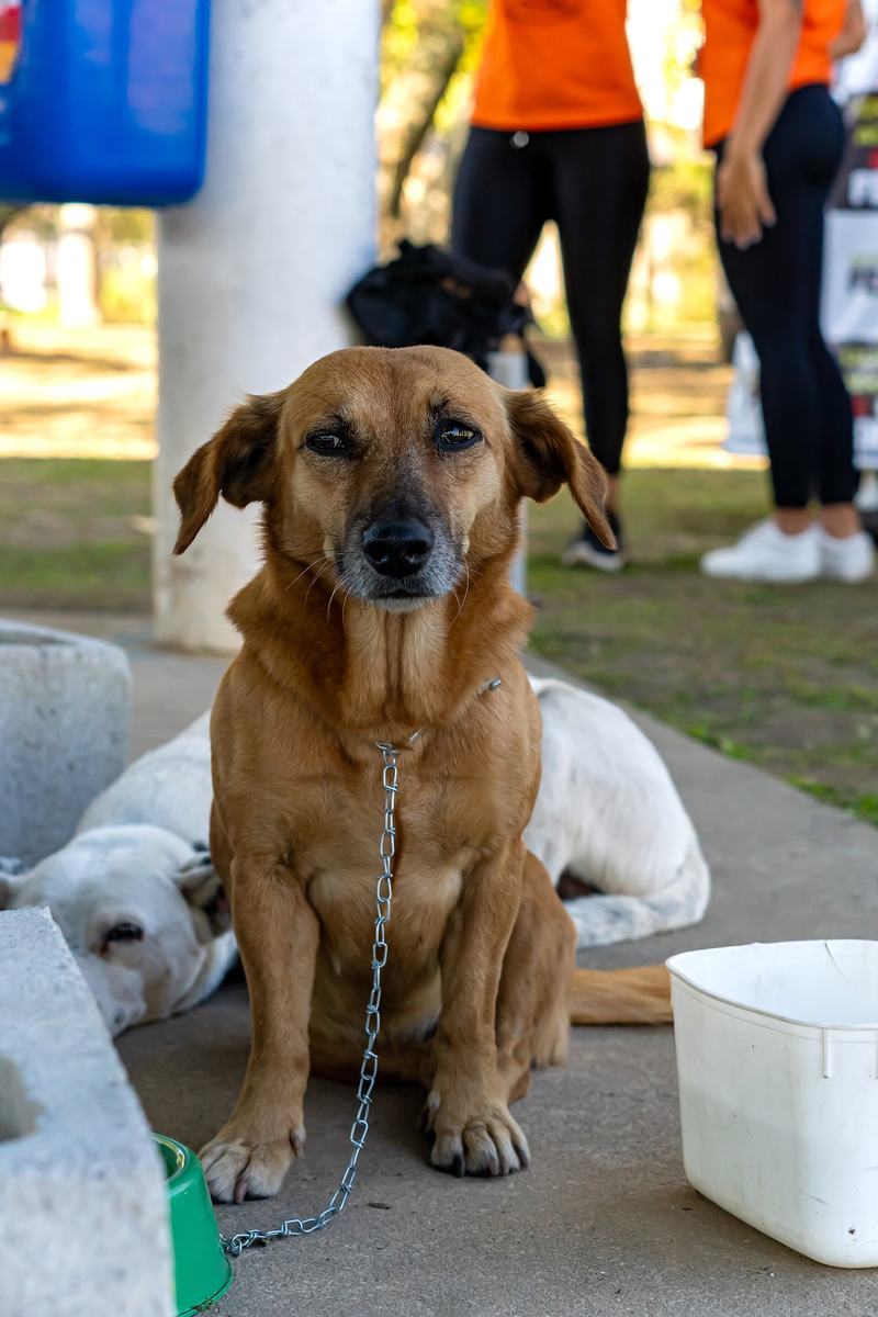Cão caramelo sentado com guia de corrente, olhando para a câmera, com um cão branco deitado atrás e voluntárias de camiseta laranja ao fundo