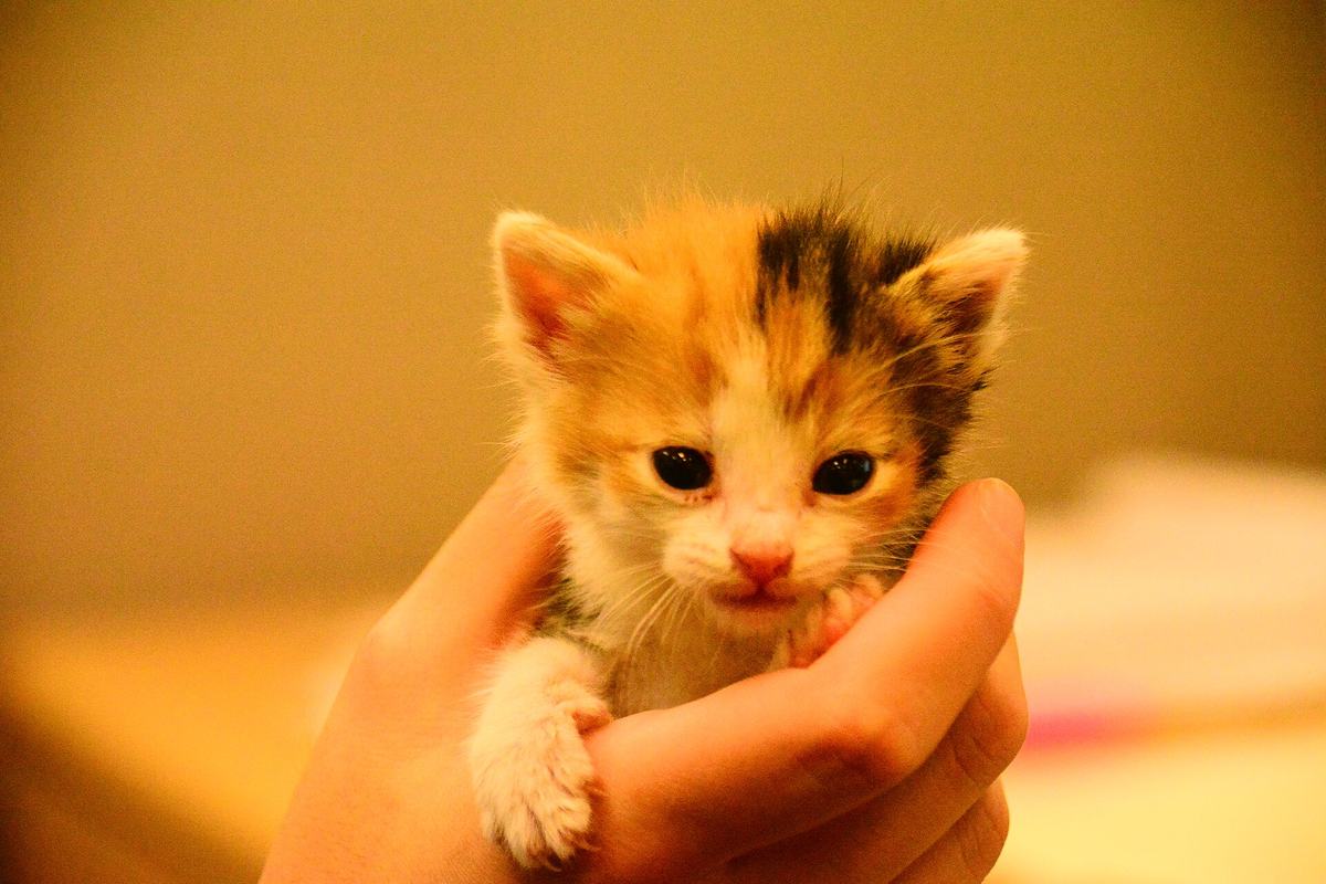 Gatinho filhote no colo de uma pessoa