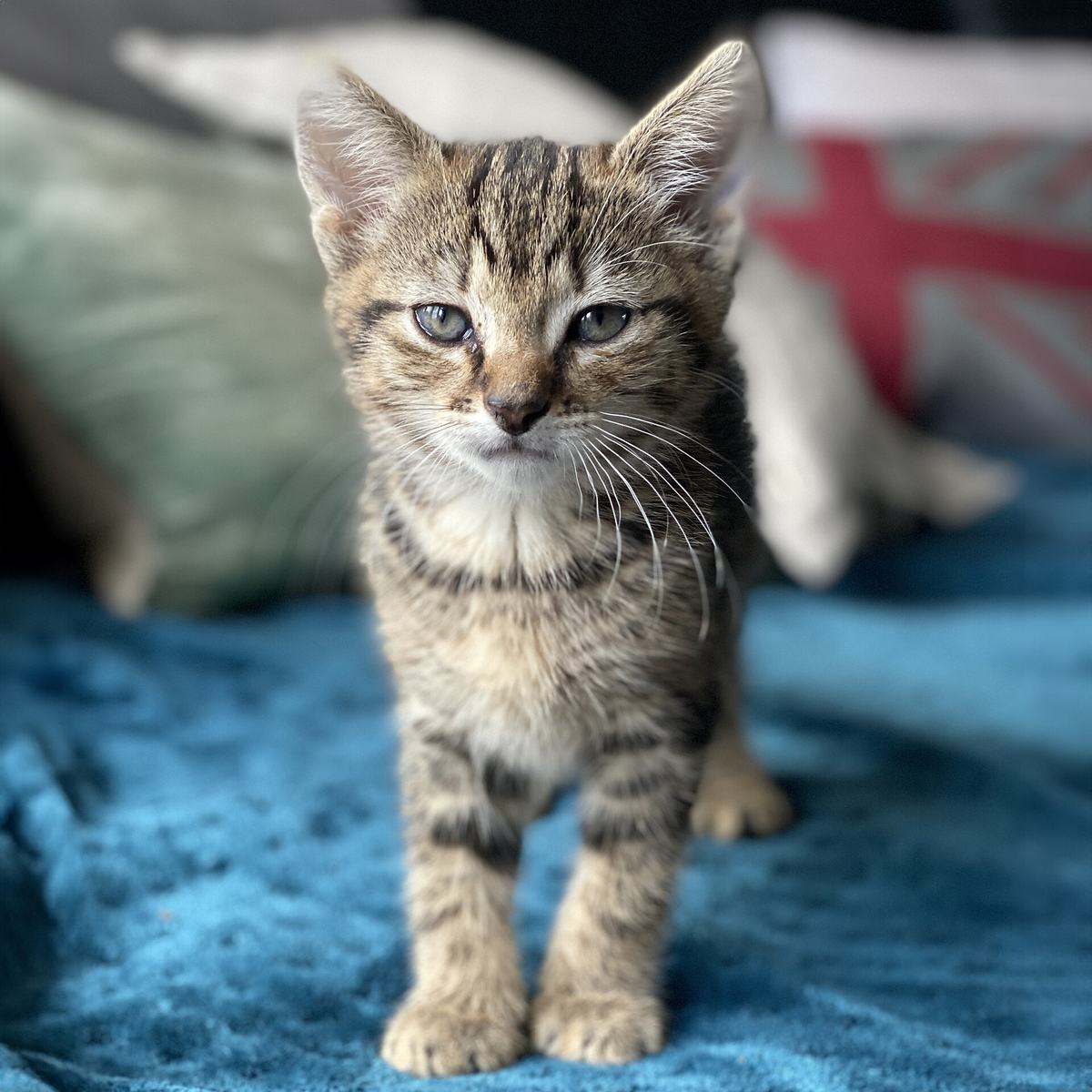 Gatinho tigrado de poucas semanas em pé sobre uma manta azul, olhando para a câmera