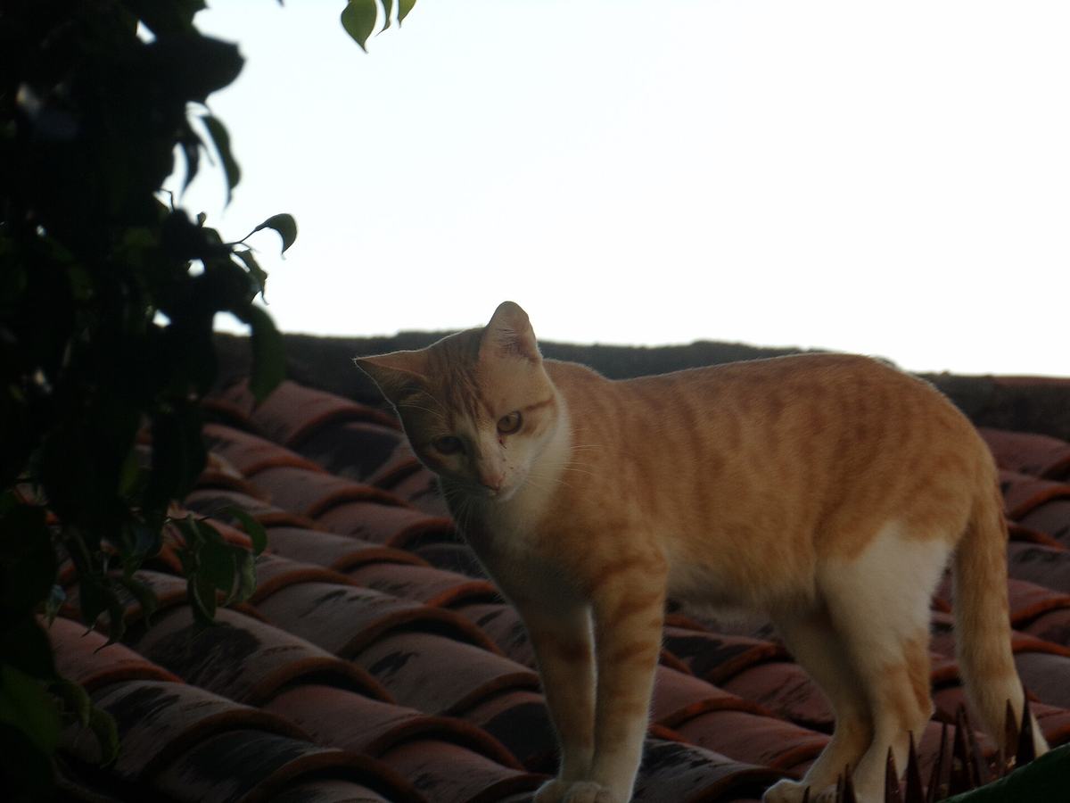 Gato laranja andando sobre um telhado