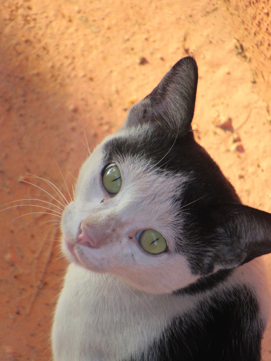 Gato preto e branco de olhos verdes, visto de perto, olhando para cima em frente a uma parede de barro