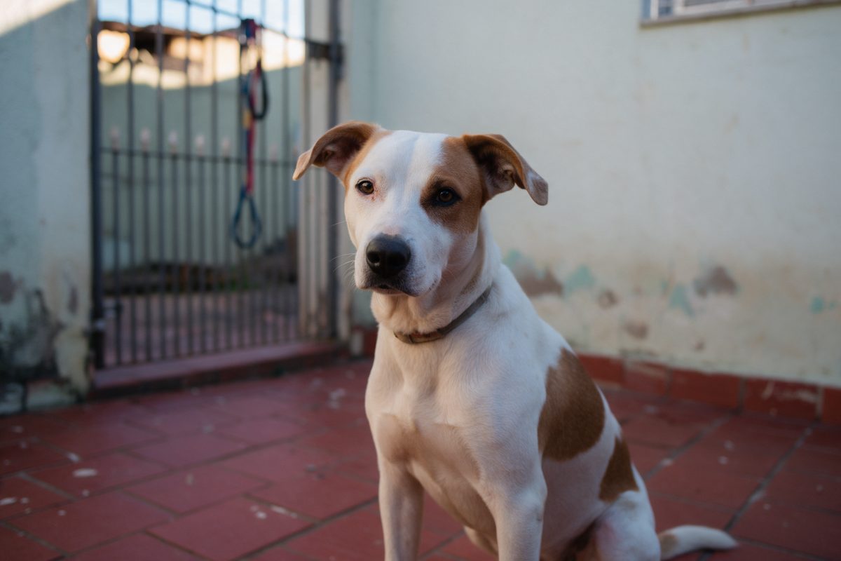 Cão jovem branco com manchas caramelo sentado no piso vermelho de um quintal, olhando para a câmera, com uma guia pendurada no portão ao fundo