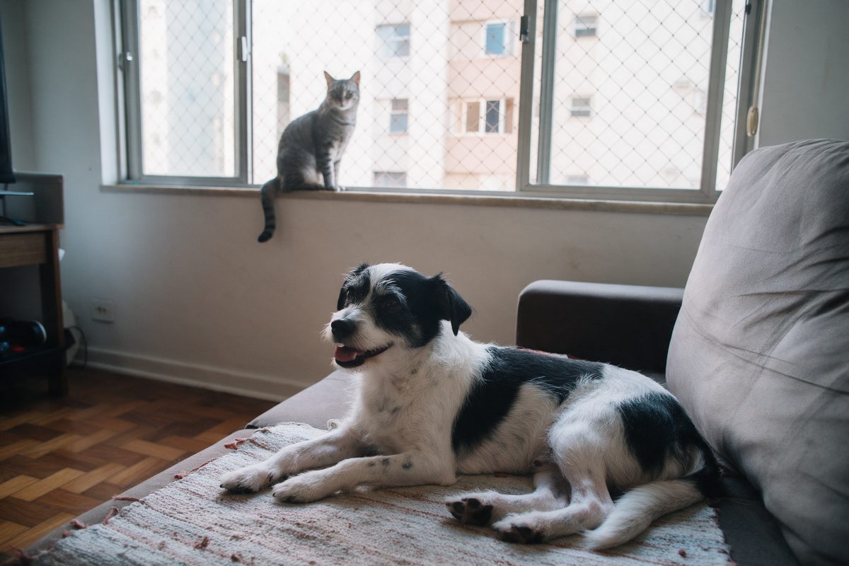 Cão preto e branco deitado sobre uma manta no sofá, com um gato tigrado cinza sentado no parapeito da janela com tela, ao fundo