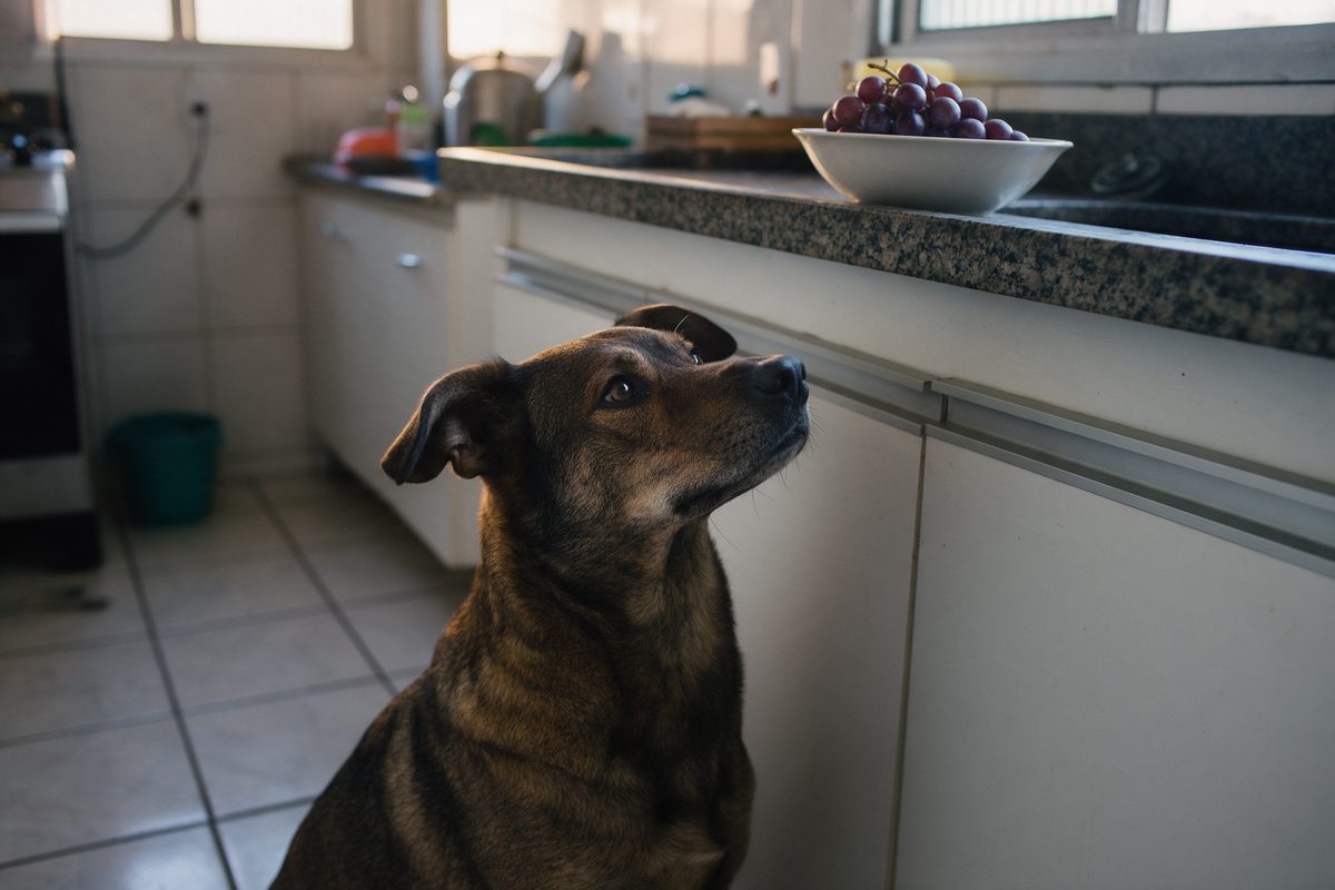 Cão tigrado marrom e preto sentado no chão da cozinha, olhando para uma tigela de uvas roxas em cima da bancada, fora do alcance dele