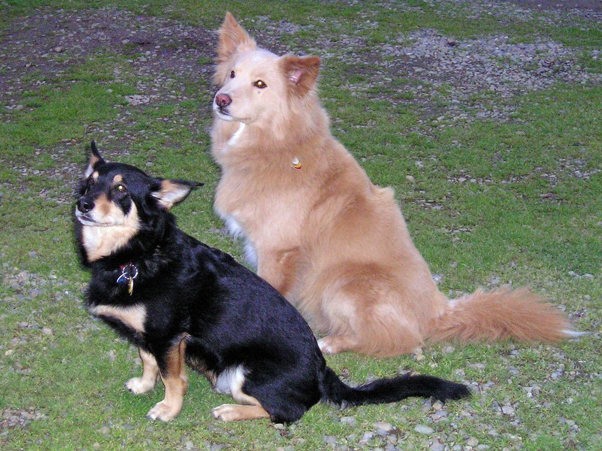 Dois cães irmãos sem raça definida deitados juntos