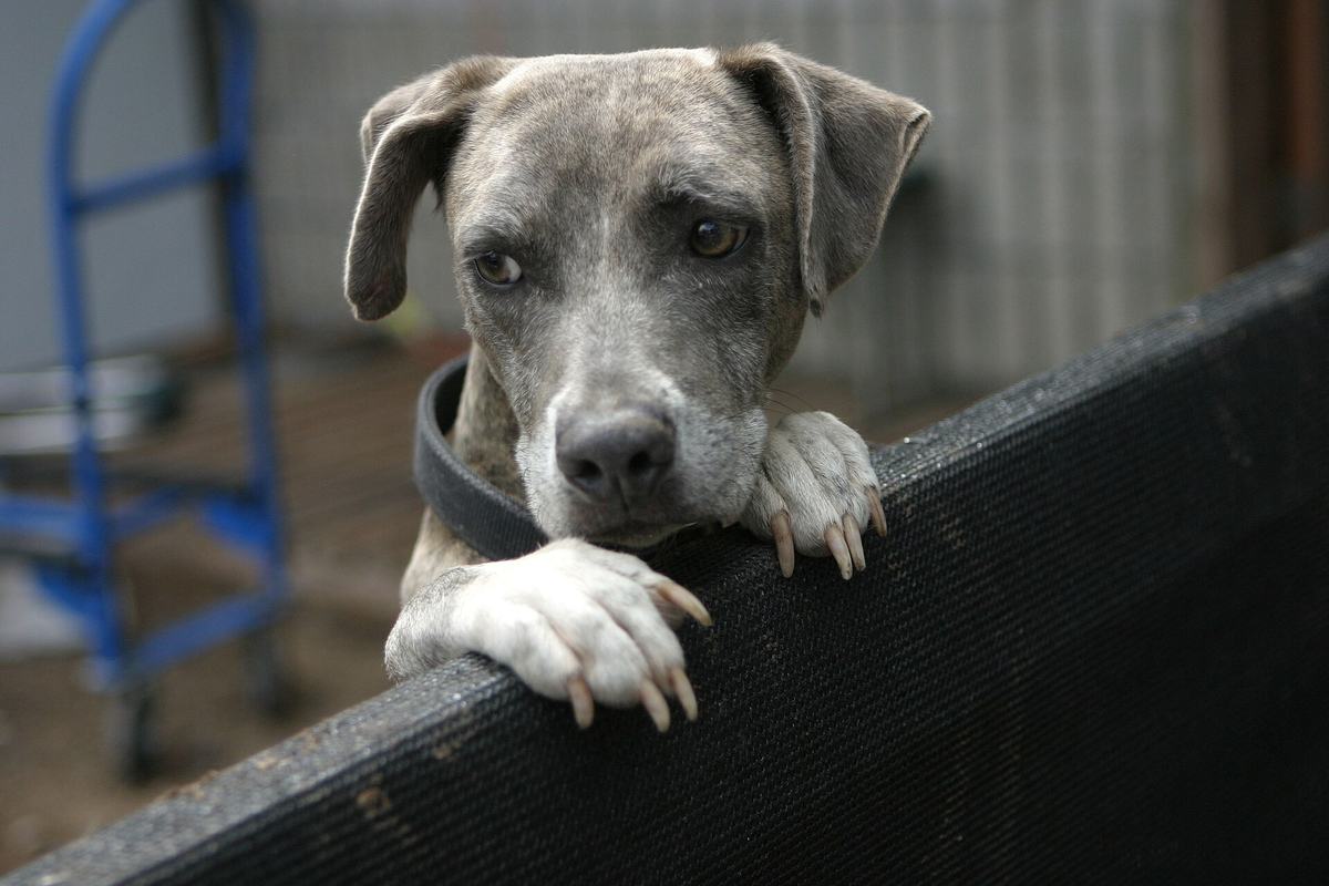 Cão vira-lata cinza sentado olhando para a câmera