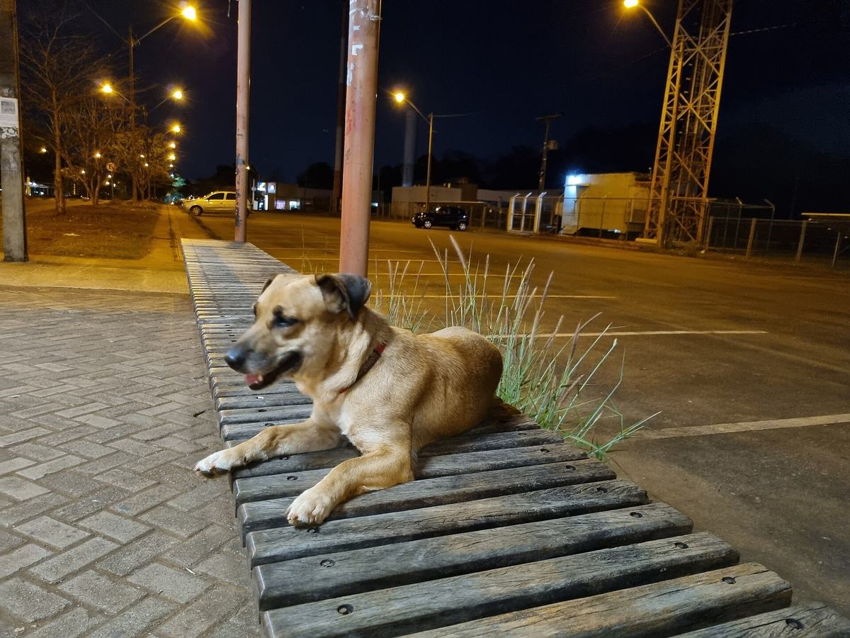 Três cães sem raça definida deitados em um ponto de ônibus de Goiânia