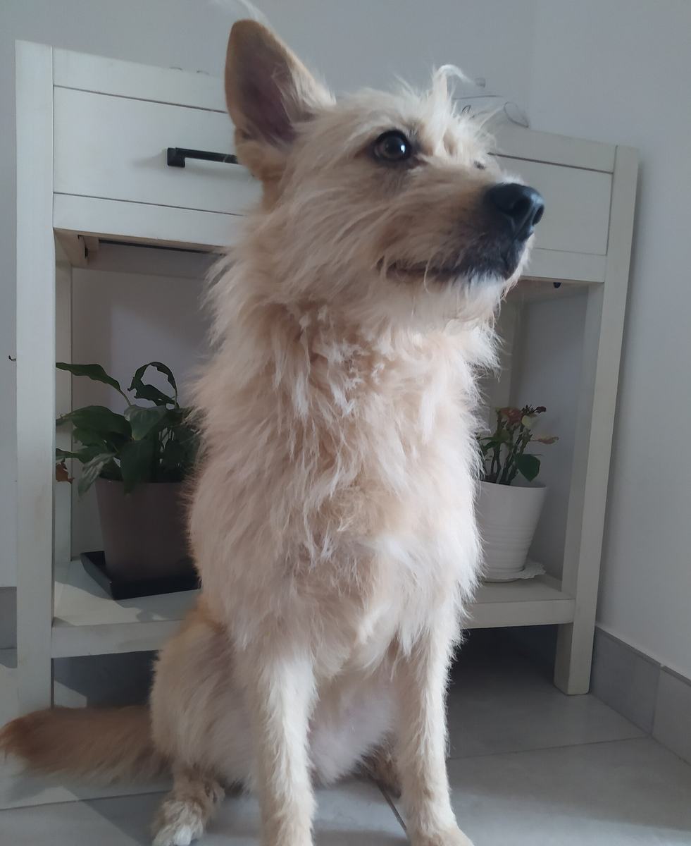 Cão vira-lata de pelo duro deitado no chão